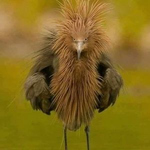 Meet your Posher, Merle